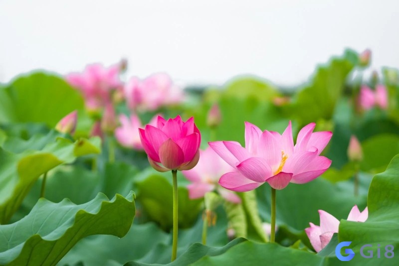 Giải mã giấc mơ thấy hoa sen theo từng ngữ cảnh Giải mã giấc mơ thấy hoa sen theo từng ngữ cảnh