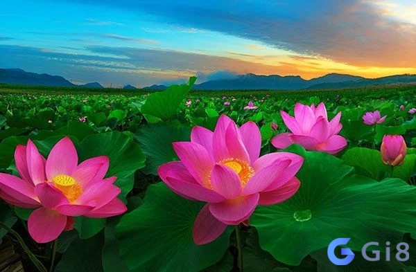 Dự đoán tương lai thông qua giải mã giấc mơ thấy hoa sen Giải mã giấc mơ thấy hoa sen giúp dự đoán tương lai