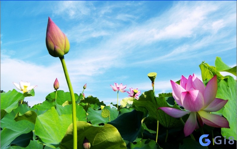 Giải mã giấc mơ thấy hoa sen chứa đựng con số hốt bạc Giải mã giấc mơ thấy hoa sen sẽ giúp bạn có cơ hội cải vận