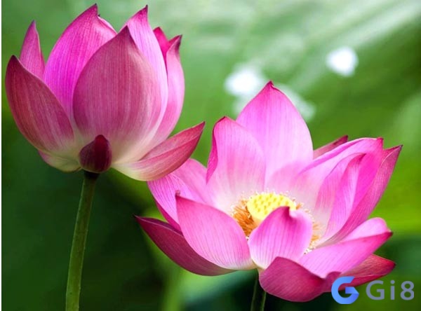 Giấc mơ thấy hoa sen mang tới ý nghĩa sâu sắc Hoa sen trong giấc mơ mang tới những ý nghĩa sâu sắc