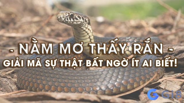 Giải nghĩa giấc mơ thấy rắn – Sự thật ẩn chứa bất ngờ? Giải nghĩa giấc mơ thấy rắn - Sự thật ẩn chứa bất ngờ?
