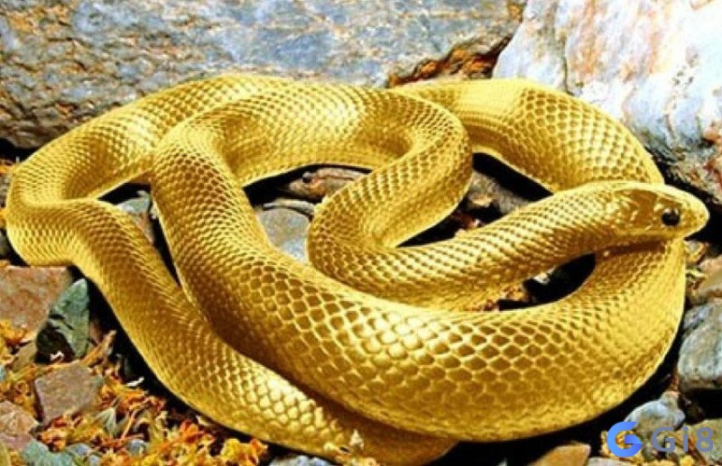 Giải nghĩa giấc mơ thấy rắn vàng – Niềm vui tiền tài Giải nghĩa giấc mơ thấy rắn vàng - Niềm vui tiền tài