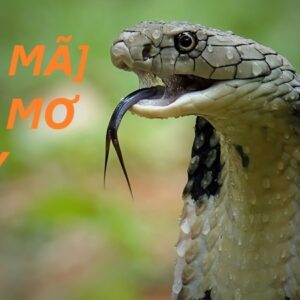Giải nghĩa giấc mơ thấy rắn - Mơ thấy rắn đánh số gì đổi đời?