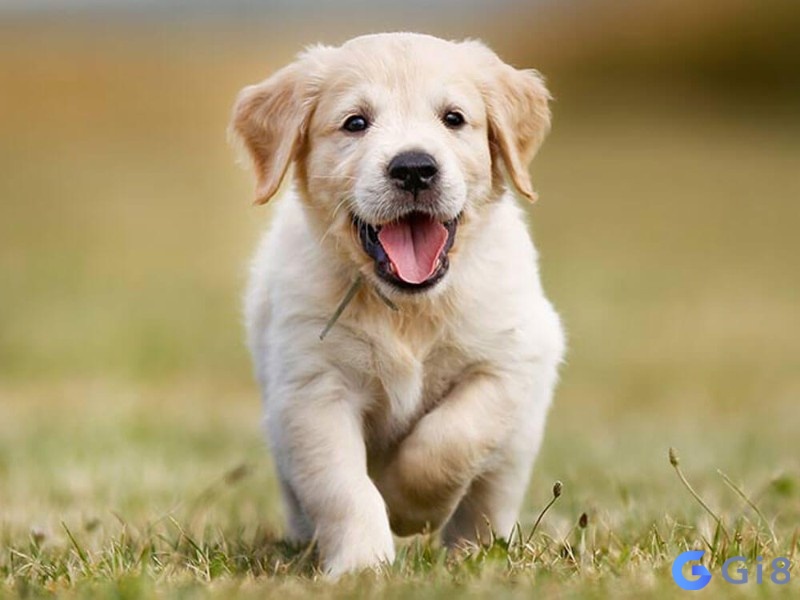 Mơ thấy chó con thường mang điềm báo tích cực Mơ thấy chó con thường mang điềm báo tích cực