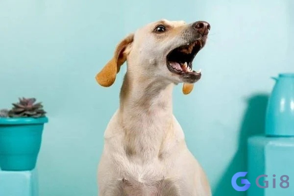 Mơ thấy chó sủa báo hiệu sự cảnh báo về rắc rối sắp đến Mơ thấy chó sủa báo hiệu sự cảnh báo về rắc rối sắp đến