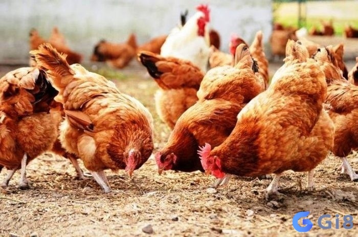 Mơ thấy con gà gợi ý nhiều số để hốt bạc Mơ thấy con gà đánh số gì hãy xem xét cẩn thận hình ảnh trong chiêm bao