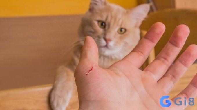 Mơ thấy mèo cắn là điềm mâu thuẫn, xung đột trong các mối quan hệ Mơ thấy mèo cắn là điềm mâu thuẫn, xung đột trong các mối quan hệ