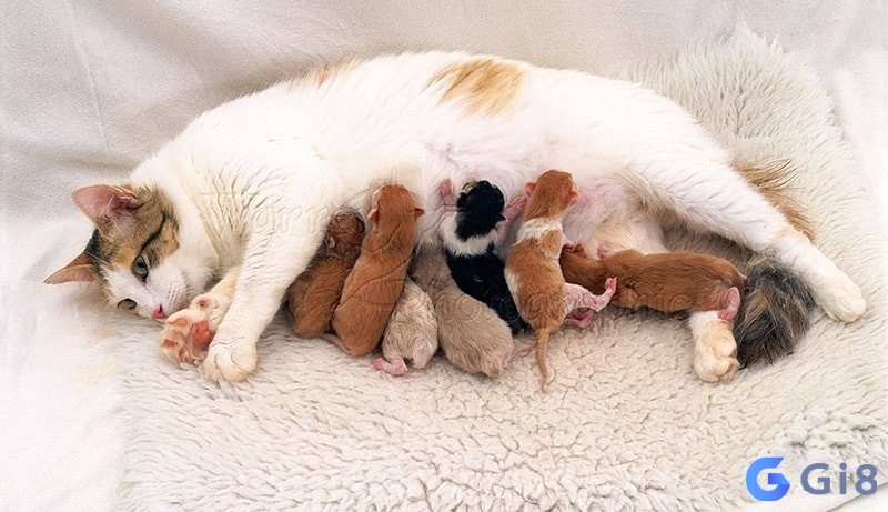 Mơ thấy mèo đẻ con báo hiệu sự phát triển và những khởi đầu mới Mơ thấy mèo đẻ con báo hiệu sự phát triển và những khởi đầu mới
