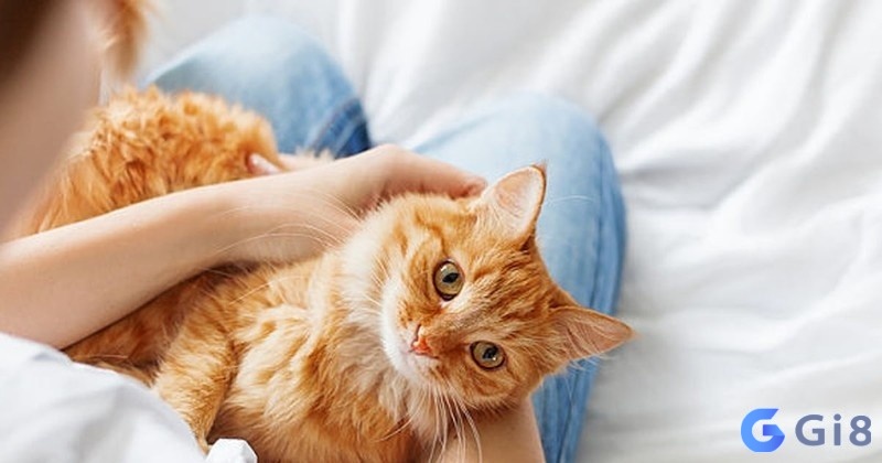 Mơ thấy con mèo được nhiều người tìm kiếm Mơ thấy con mèo đánh số gì là thông tin được nhiều người tìm kiếm