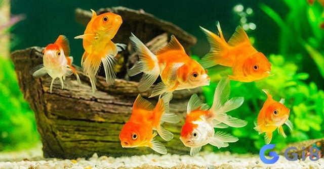 Mơ thấy cá bơi trong bể kính cho thấy bạn đang cảm thấy áp lực trong công việc hoặc đời sống cá nhân Mơ thấy cá bơi trong bể kính cho thấy bạn đang cảm thấy áp lực trong công việc hoặc đời sống cá nhân