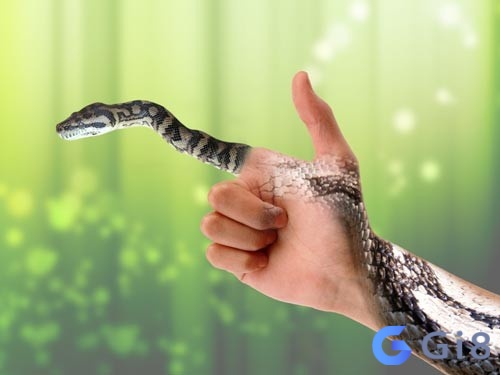 Mơ bị rắn cắn lúc bị tổn thương phản ánh quá trình tự xem xét và chữa lành bản thân Mơ bị rắn cắn lúc bị tổn thương phản ánh quá trình tự xem xét và chữa lành bản thân
