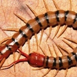Nằm mơ thấy rết đánh con gì - Giải mã ý nghĩa & 36 con số may