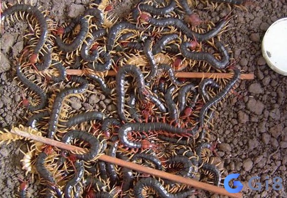 Khám phá nằm mơ thấy rết đánh con gì nếu thấy nhiều rết cùng một lúc[Cập nhập mới nhất tại gi88]