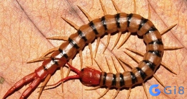 Điềm báo giấc mơ rết là dấu hiệu của sự phản bội Điềm báo giấc mơ rết là dấu hiệu của sự phản bội