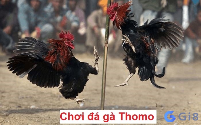 Trường đá gà thomo nằm tại Campuchia – Thiên đường giải trí Trường đá gà thomo nằm tại Campuchia - Thiên đường giải trí