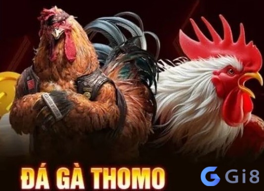 Đá gà thomo – Sân chơi cá cược siêu kịch tính dành cho các kê thủ Đá gà thomo - Sân chơi cá cược siêu kịch tính dành cho các kê thủ