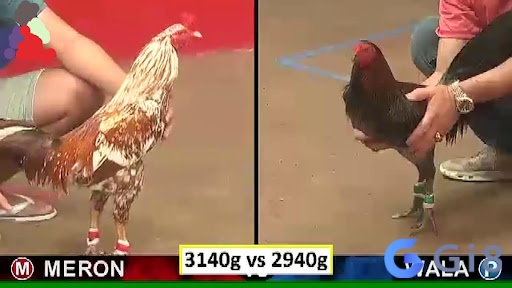 Đá gà thomo phát trực tiếp các trận đấu liên tục mỗi ngày Đá gà thomo phát trực tiếp các trận đấu liên tục mỗi ngày
