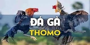 Đá gà thomo: Sân chơi cá cược kịch tính, hợp pháp, an toàn Đá gà thomo: Sân chơi cá cược kịch tính, hợp pháp, an toàn